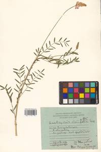 Эспарцет горошколистный Scop., Сибирь, Дальний Восток (S6) (Россия)