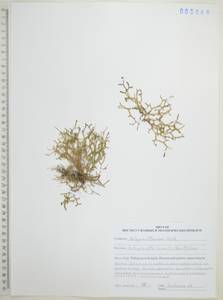 Плаунок северный (Kaulf.) Spring, Сибирь, Дальний Восток (S6) (Россия)