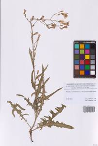 Латук татарский, Молокан татарский (L.) C.A.Mey., Восточная Европа, Московская область и Москва (E4a) (Россия)