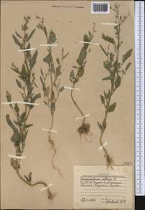 Марь белая L., Средняя Азия и Казахстан, Западный Тянь-Шань и Каратау (M3) (Узбекистан)