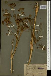 Ферула жестковатая DC., Кавказ, Армения (K5) (Армения)