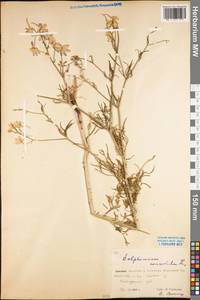 Delphinium consolida subsp. consolida, Восточная Европа, Восточный район (E10) (Россия)