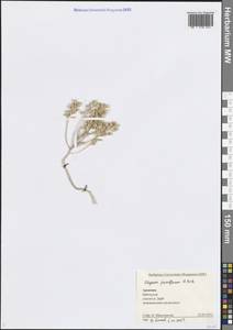 Alyssum strigosum subsp. strigosum, Кавказ, Армения (K5) (Армения)