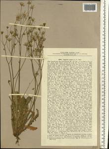 Crepis sancta subsp. sancta, Восточная Европа, Южно-Украинский район (E12) (Украина)