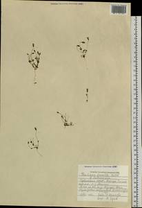 Комастома нежная (Rottb.) Toyok., Сибирь, Алтай и Саяны (S2) (Россия)