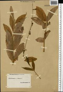 Бубенчик лилиелистный (L.) A.DC., Восточная Европа, Восточный район (E10) (Россия)