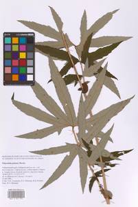 Filipendula digitata (Willd.) Bergmans, Сибирь, Дальний Восток (S6) (Россия)