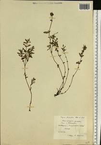Thymus × dimorphus Klokov & Des.-Shost., Восточная Европа, Южно-Украинский район (E12) (Украина)
