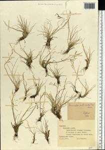 Puccinellia capillaris subsp. pulvinata (Fr.) Tzvelev, Восточная Европа, Северный район (E1) (Россия)