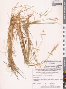 × Elyhordeum, Сибирь, Чукотка и Камчатка (S7) (Россия)