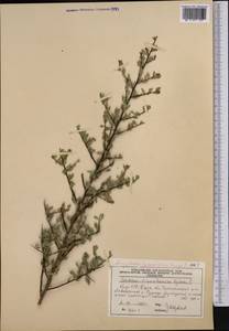 Prunus spinosissima (Bunge) Franch., Средняя Азия и Казахстан, Западный Тянь-Шань и Каратау (M3) (Киргизия)