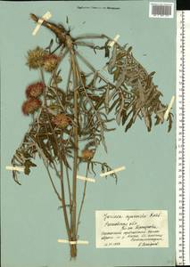 Наголоватка васильковая (L.) Rchb., Восточная Европа, Ростовская область (E12a) (Россия)