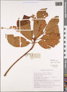 Rehderodendron macrocarpum Hu, Зарубежная Азия (ASIA) (Вьетнам)