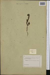 Globularia alypum L., Западная Европа (EUR) (Неизвестно)