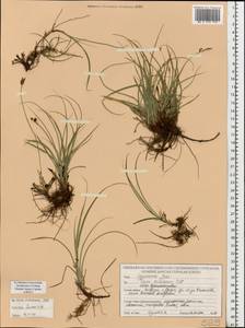 Осока верещатниковая Pollich, Восточная Европа, Белоруссия (E3a) (Белоруссия)