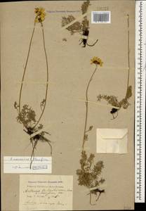 Archanthemis marschalliana subsp. pectinata (Boiss.) Lo Presti & Oberpr., Кавказ, Черноморское побережье (от Новороссийска до Адлера) (K3) (Россия)