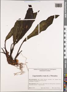 Lagenandra ovata (L.) Thwaites, Зарубежная Азия (ASIA) (Индия)