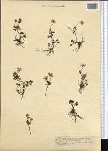 Ranunculus demissus DC., Средняя Азия и Казахстан, Муюнкумы, Прибалхашье и Бетпак-Дала (M9) (Казахстан)