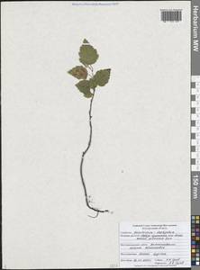 Береза пушистая Ehrh., Восточная Европа, Центральный лесостепной район (E6) (Россия)