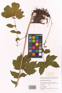 Таволга гладчайшая (Nakai) Nakai, Сибирь, Дальний Восток (S6) (Россия)