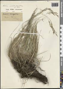 Овсяница восточная (Boiss.) B.Fedtsch., Кавказ, Северная Осетия, Ингушетия и Чечня (K1c) (Россия)