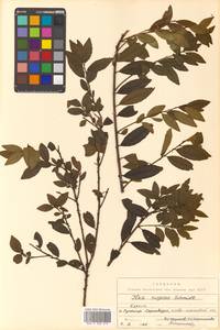 Падуб морщинистый F.Schmidt, Сибирь, Дальний Восток (S6) (Россия)