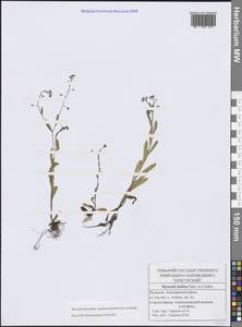 Myosotis laxa subsp. laxa, Восточная Европа, Средневолжский район (E8) (Россия)