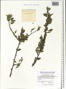 Prunus microcarpa C. A. Mey., Кавказ, Азербайджан (K6) (Азербайджан)