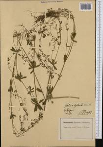 Galium sylvaticum L., Западная Европа (EUR) (Германия)