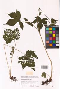 Таволга гладчайшая (Nakai) Nakai, Сибирь, Дальний Восток (S6) (Россия)