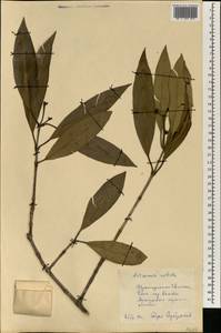 Avicennia germinans (L.) L., Африка (AFR) (Гвинея)
