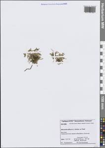 Шерлерия двухцветковая (L.) A.J.Moore & Dillenb., Сибирь, Центральная Сибирь (S3) (Россия)