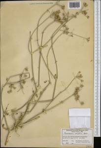 Thecocarpus meifolius Boiss., Зарубежная Азия (ASIA) (Иран)