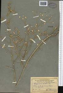 Delphinium barbatum Bunge, Средняя Азия и Казахстан, Памир и Памиро-Алай (M2) (Узбекистан)