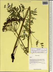 Ханзения Вебербауэра (Fedde ex H. Wolff) Pimenov & Kljuykov, Зарубежная Азия (ASIA) (КНР)