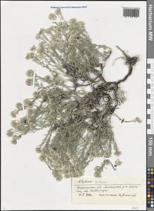 Odontarrhena tortuosa subsp. tortuosa, Восточная Европа, Центральный лесостепной район (E6) (Россия)