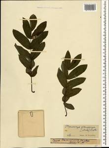 Pterocarya fraxinifolia (Poir.) Spach, Кавказ, Грузия (K4) (Грузия)