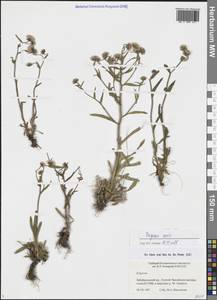 Мелколепестник едкий L., Сибирь, Прибайкалье и Забайкалье (S4) (Россия)