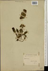 Tephroseris integrifolia subsp. primulifolia (Cufod.) Greuter, Кавказ (без точных местонахождений) (K0)