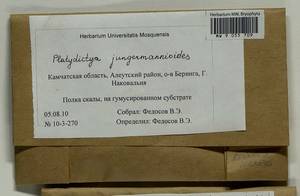 Platydictya jungermannioides (Brid.) H.A. Crum, Гербарий мохообразных, Мхи - Чукотка и Камчатка (B21) (Россия)