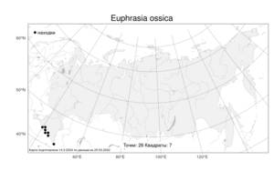 Euphrasia ossica, Очанка осетинская Juz. ex Ganesch., Атлас флоры России (FLORUS) (Россия)