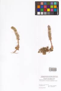 Горноколосник колючий (L.) Sweet, Восточная Европа, Восточный район (E10) (Россия)