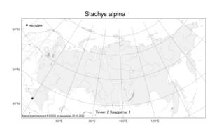 Stachys alpina, Чистец альпийский L., Атлас флоры России (FLORUS) (Россия)