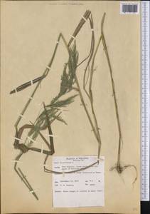 Cinna arundinacea L., Америка (AMER) (США)