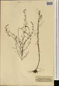Scrophulariaceae, Африка (AFR) (Гвинея)