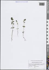 Euphrasia × vernalis List, Восточная Европа, Северный район (E1) (Россия)