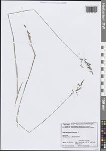 Мятлик Танфильева Roshev., Сибирь, Центральная Сибирь (S3) (Россия)