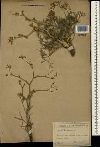 Жабрица извилистая L., Крым (KRYM) (Россия)