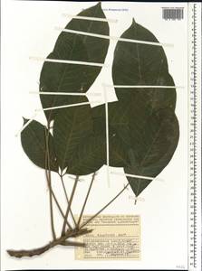 Hevea brasiliensis (Willd. ex A.Juss.) Müll.Arg., Африка (AFR) (Сейшельские острова)