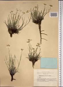 Володушка двустебельная Helm, Сибирь, Алтай и Саяны (S2) (Россия)